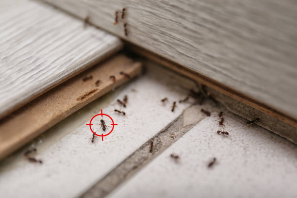 Best Pest Removal Services  in Orangeville, UT